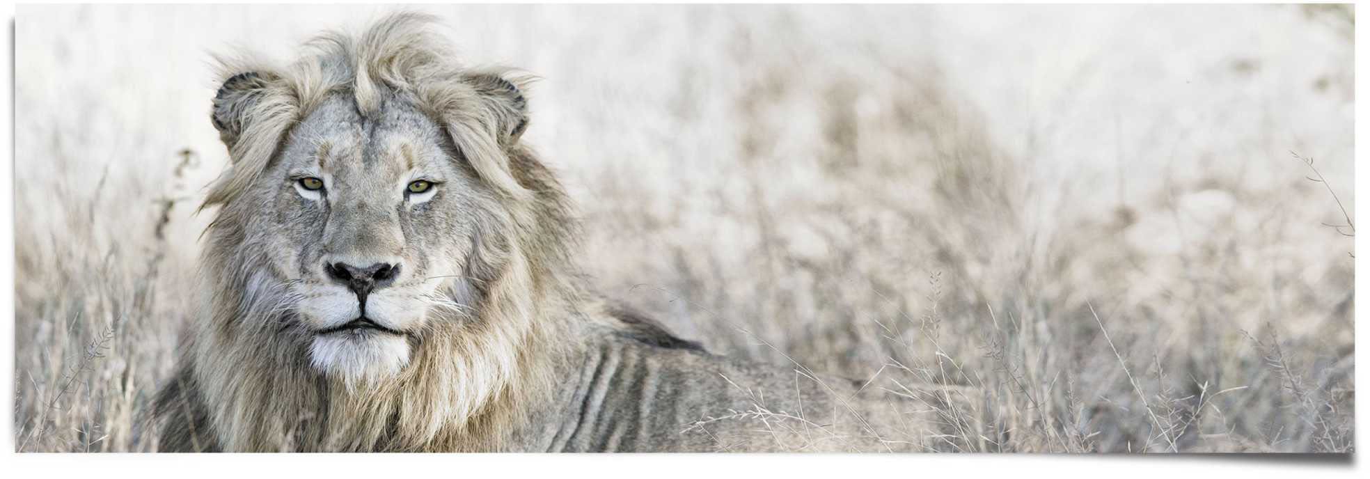 Reinders Poster "Löwe", (1 St.) günstig online kaufen