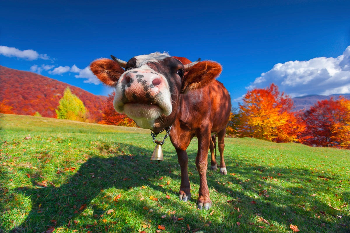 Papermoon Fototapete »Kuh auf Wiese«