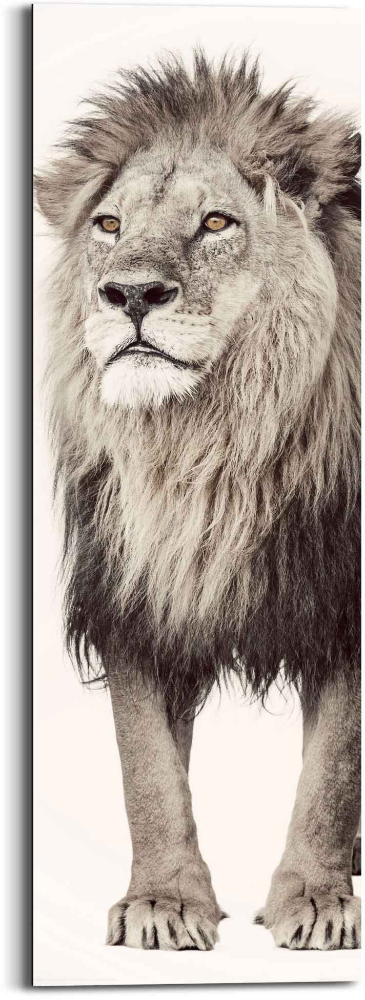 bestellen König (1 Kräftig«, »Wandbild Dschungels Reinders! St.) BAUR - | - Raubtier Wandbild Löwen, des Löwe