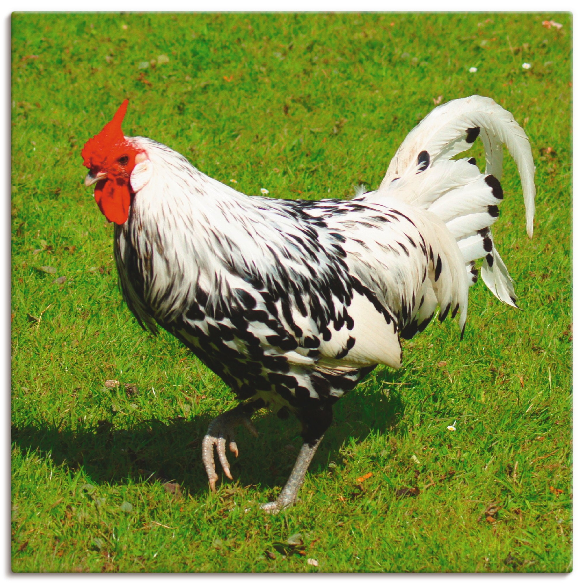 Artland Leinwandbild "Gepunktetes Huhn", Vögel, (1 St.), auf Keilrahmen gespannt