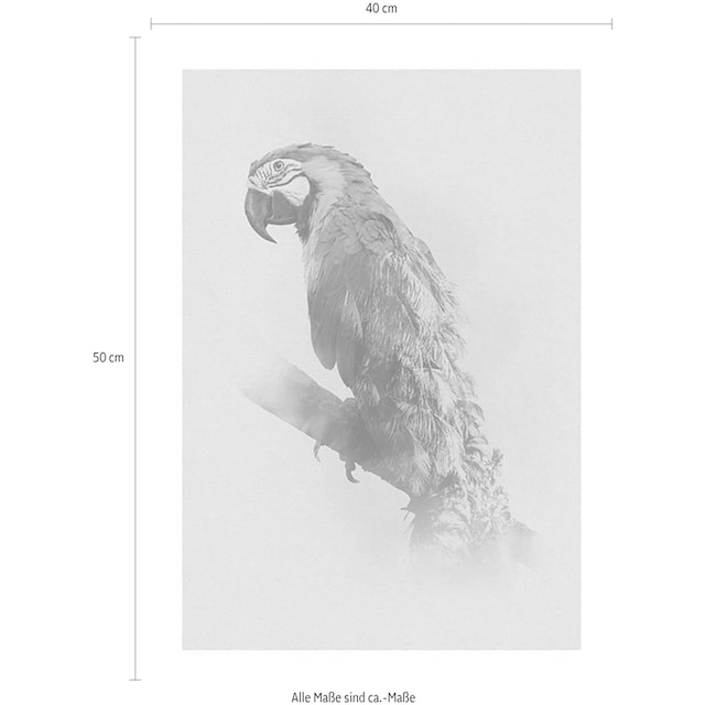 Komar Poster »Animals Paradise Parrot«, Tiere, (Packung, 1 St.),  Kinderzimmer, Schlafzimmer, Wohnzimmer | BAUR