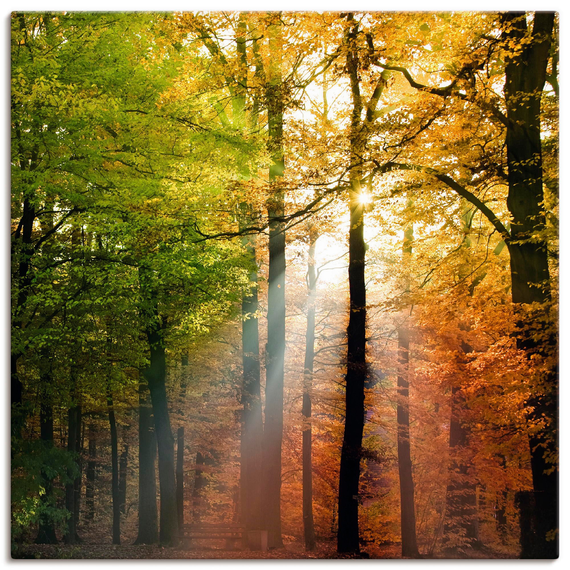 Artland Leinwandbild "Schöner Herbsttag 2" Wald 1 Stk. tlg. auf Holzrahmen gespannt