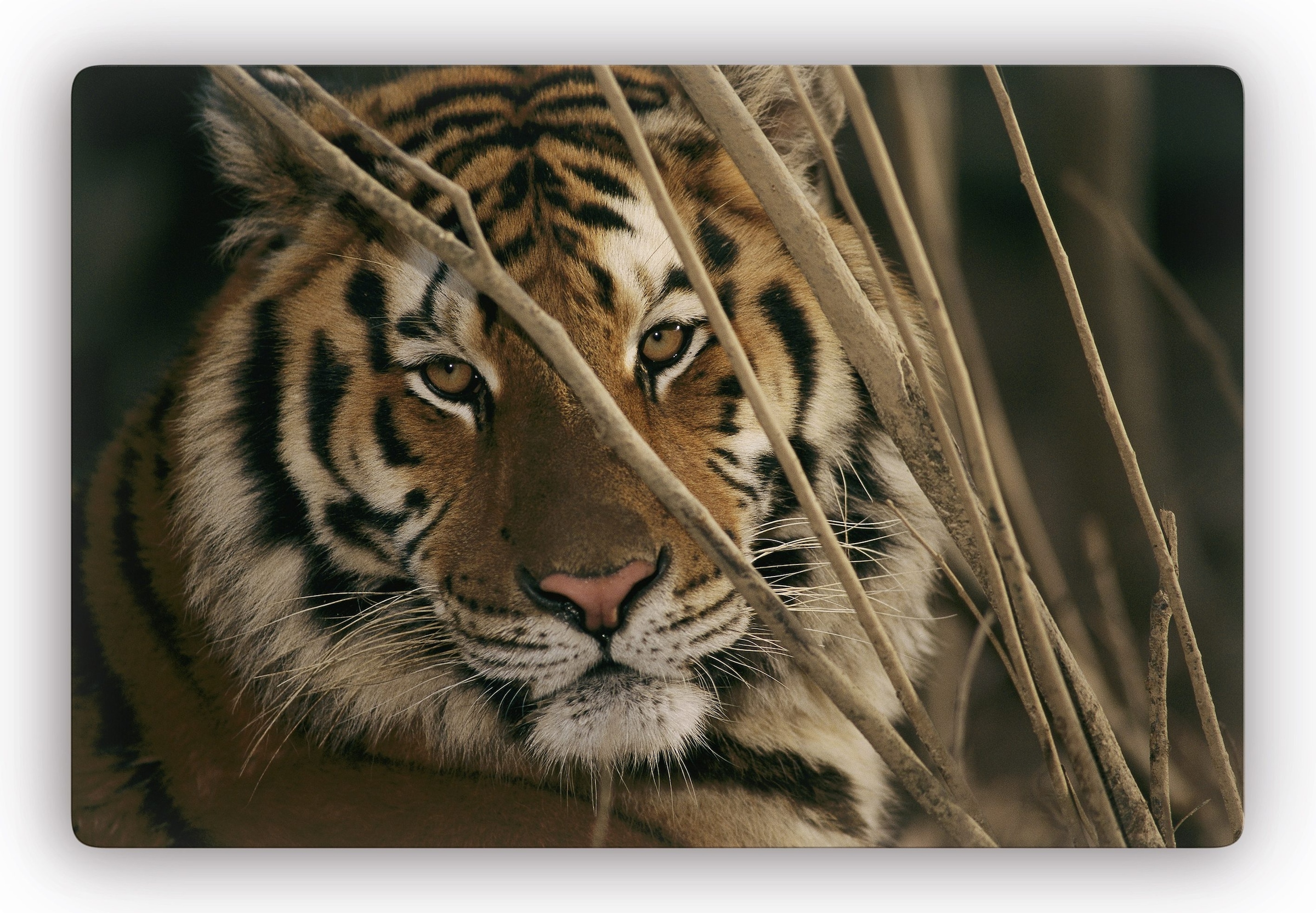 Glasbild »Tiger«, Glasposter modern