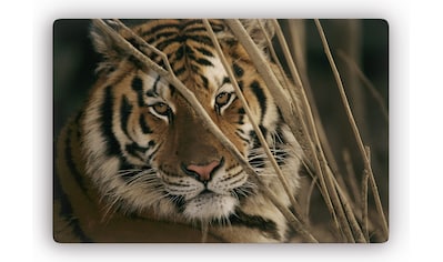 Glasbild »Tiger«, Glasposter modern