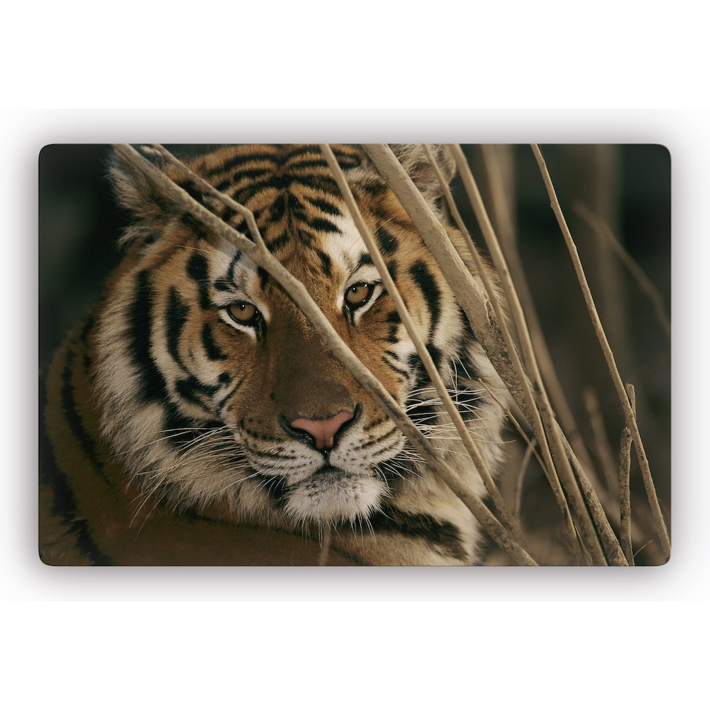 Wall-Art Glasbild »Tiger«, Glasposter modern