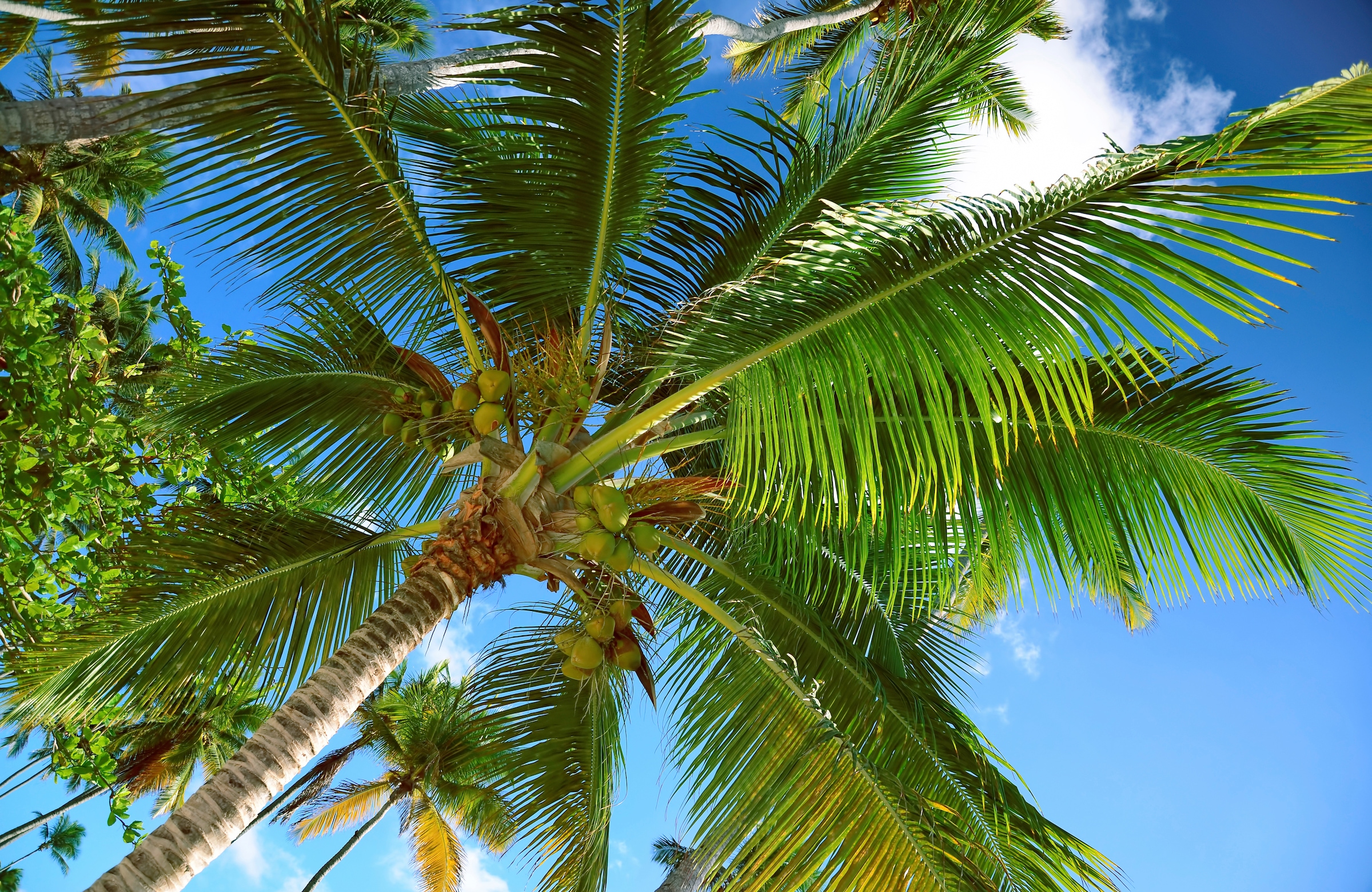Papermoon "PALMEN-NATUR BÄUME DSCHUNGEL PFLANZEN STRAND PALME MEER"