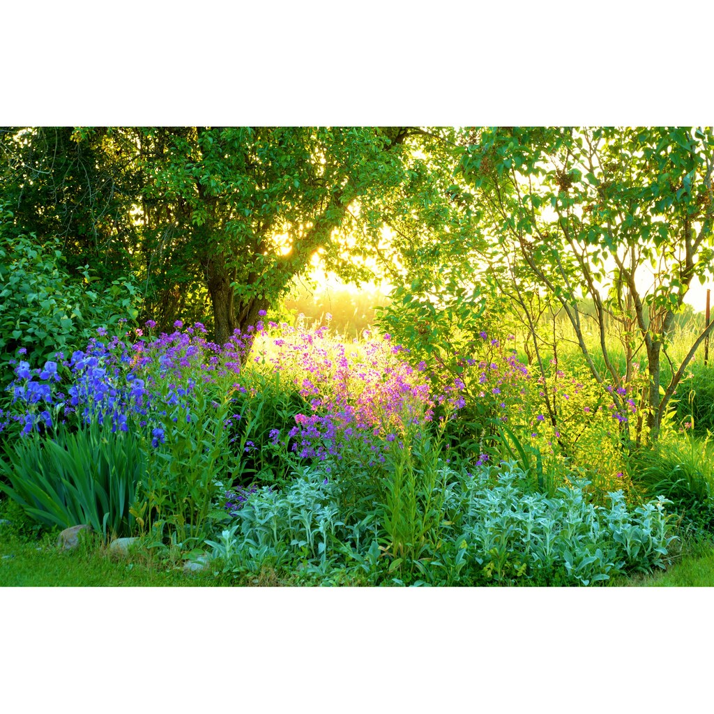 Papermoon Fototapete »GARTEN-BLUMEN BÄUME PFLANZEN PARK STEINE BLÜTEN WALD«