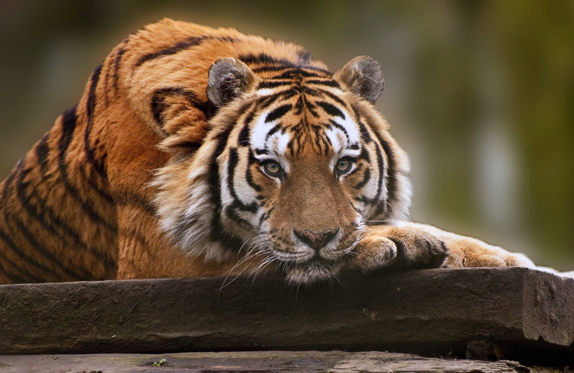 Papermoon Fototapete »TIGER-NATUR LÖWE GEPARD PUMA JAGUAR DSCHUNGEL TIERE XXL«