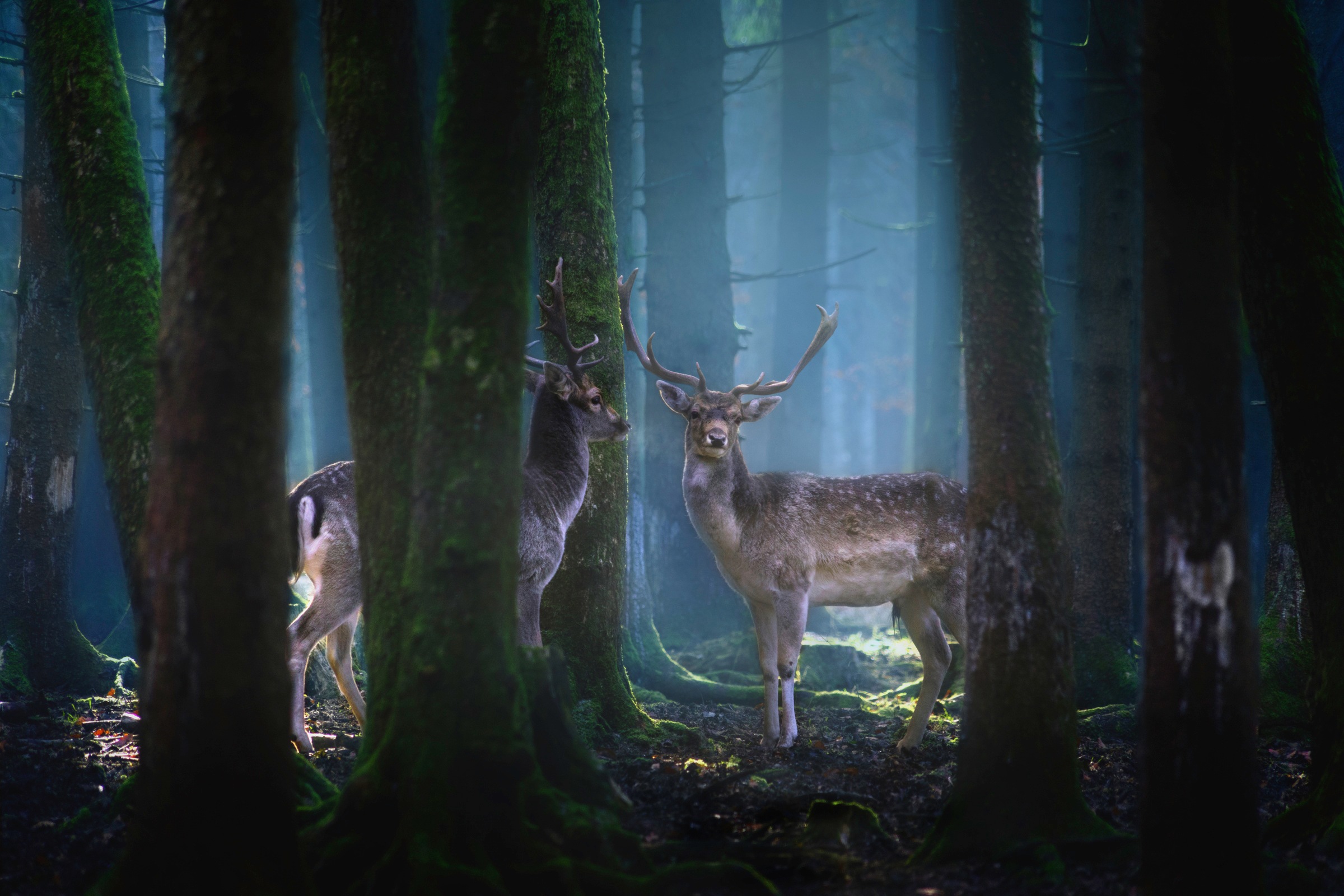 Papermoon Fototapete "Photo-Art PATRICK AUREDNIK, REHE"