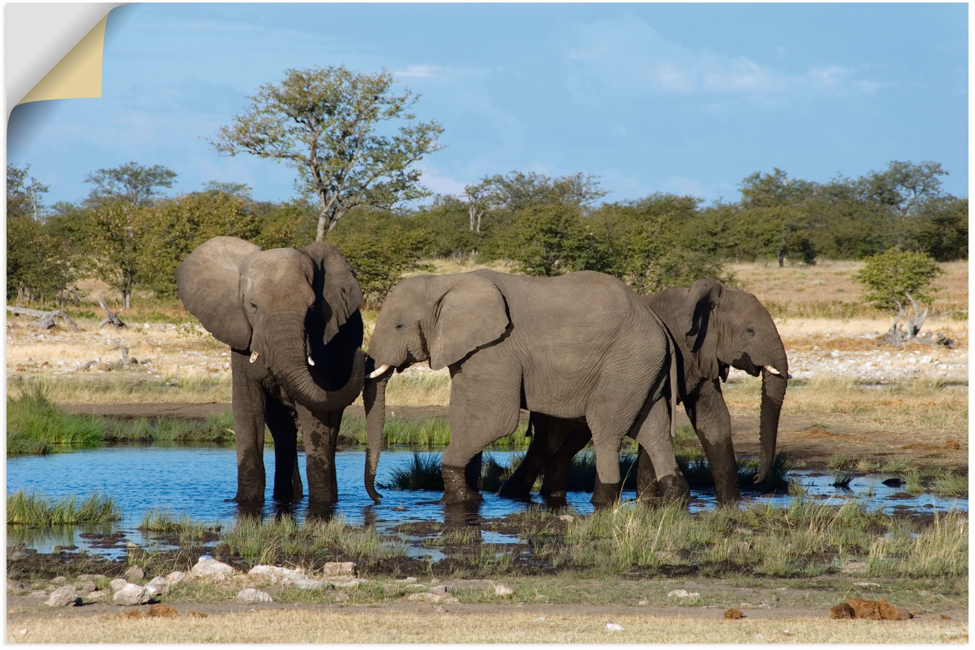 Artland Wandbild »Afrikanischer Elefant EtoshaNationalpark«, Elefanten Bilder, (1 St.), als Leinwandbild, Wandaufkleber in verschied. Größen