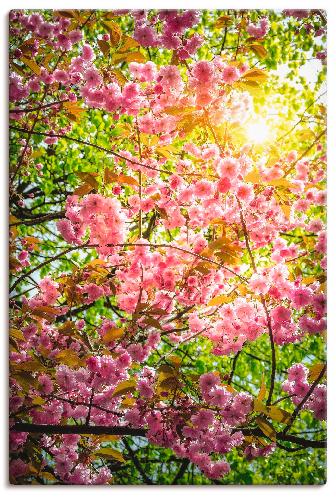 Artland Poster »Japanische Kirschblüte«, Vier Jahreszeiten, (1 St.), als Alubild, Leinwandbild, Wandaufkleber oder Poster in versch. Größen