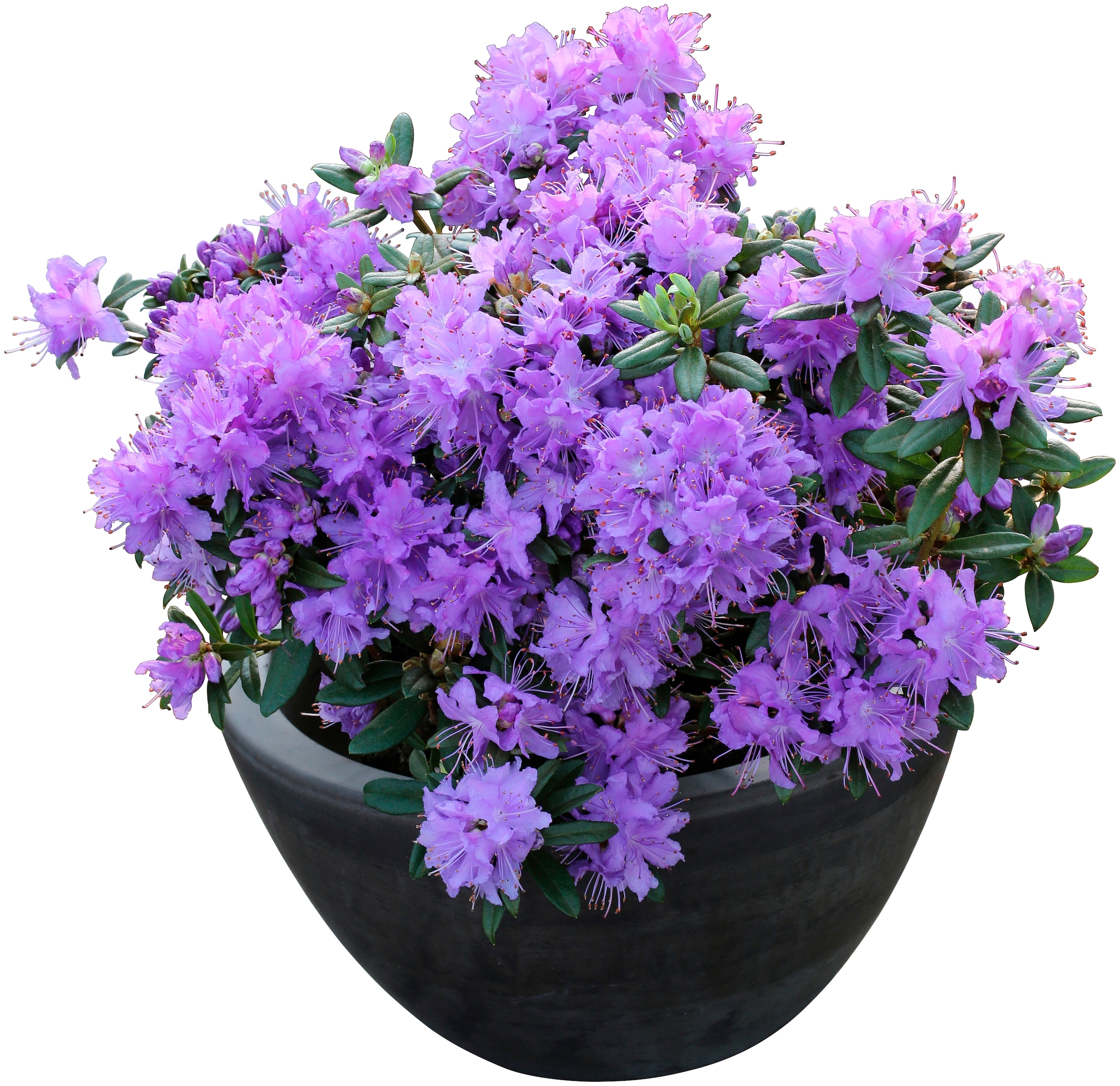BCM Hecken »Zwerg-Rhododendron 'Luisella'«, (1 St.), Höhe: 20 cm, 1 Pflanze kaufen