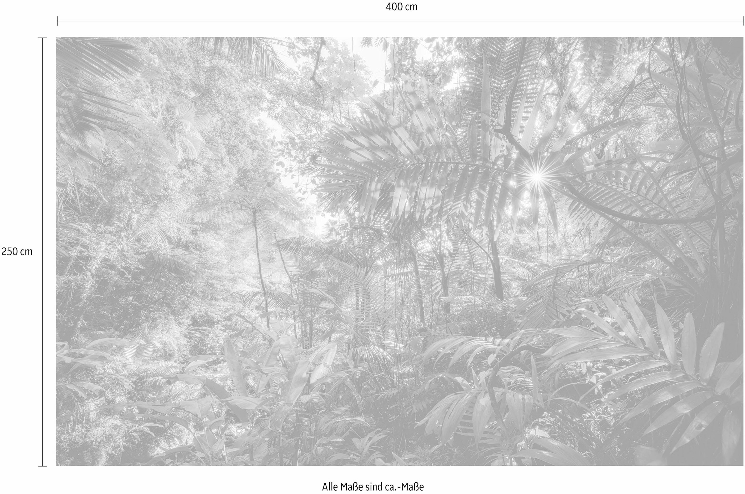 Komar Vliestapete »Into The Jungle«, 400x250 cm (Breite x Höhe), Vliestapete, 100 cm Bahnbreite