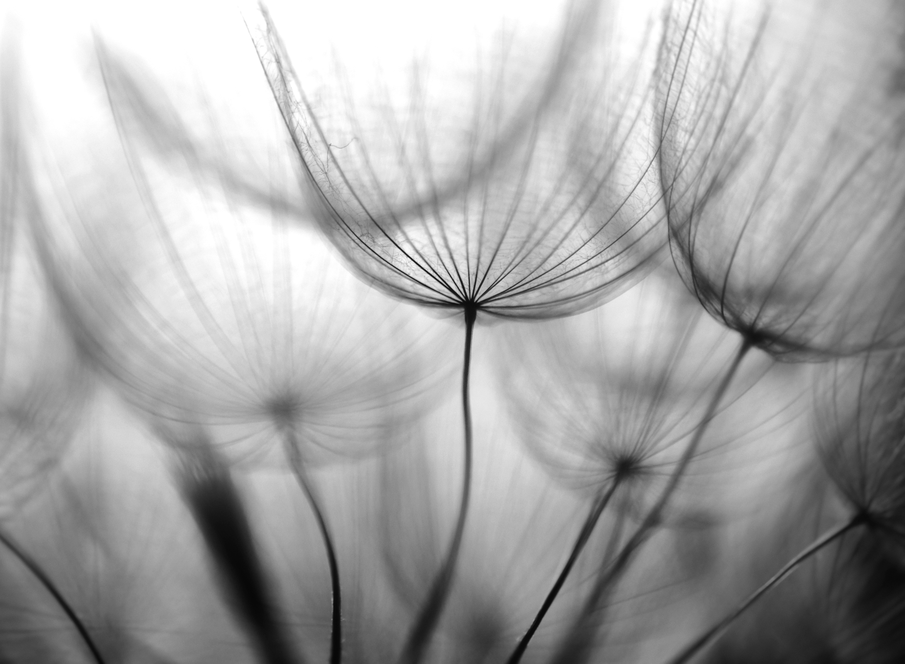 Papermoon Fototapete "Blumen Schwarz & Weiß"