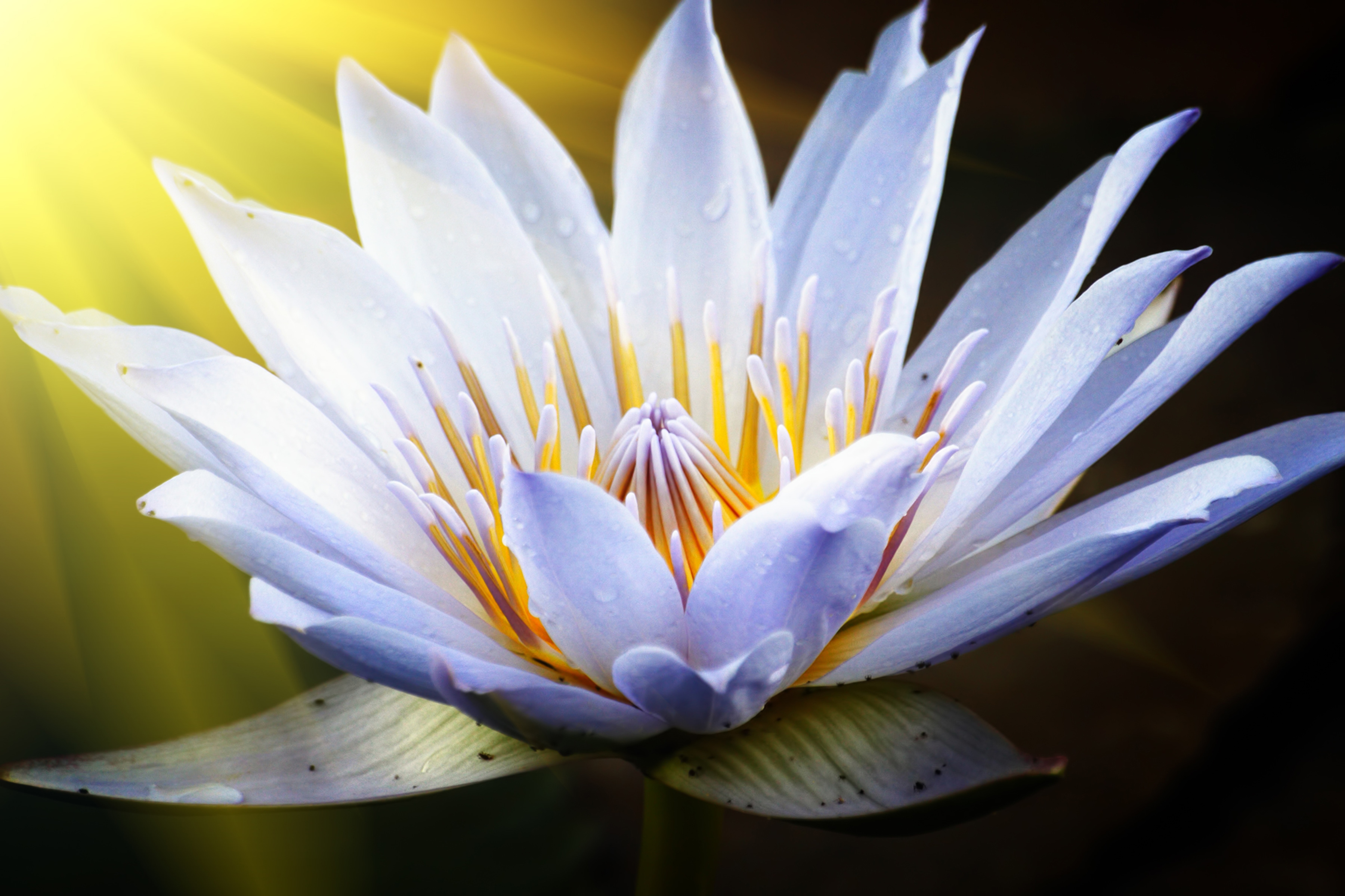 Papermoon Fototapete "Lotus Flower" glatt