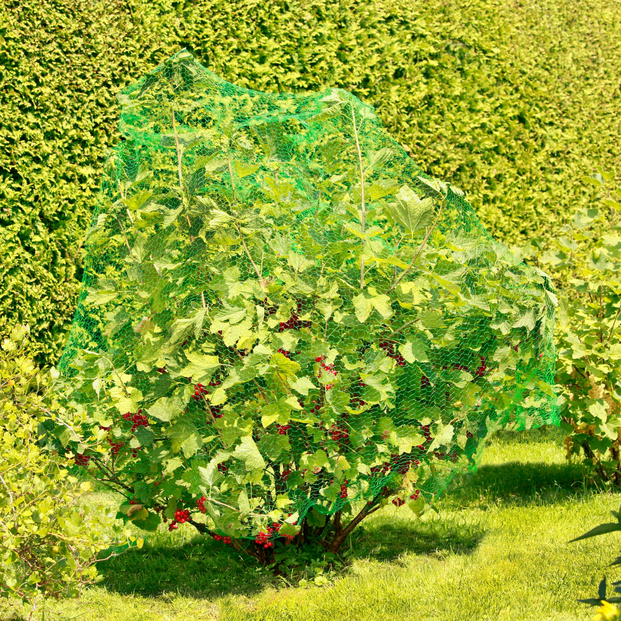 Windhager Schutznetz »für Obstbäume und Sträucher, Vogelschutz-Netz Rational« Maschenweite 15 mm, erhältlich in unterschiedlichen Größen