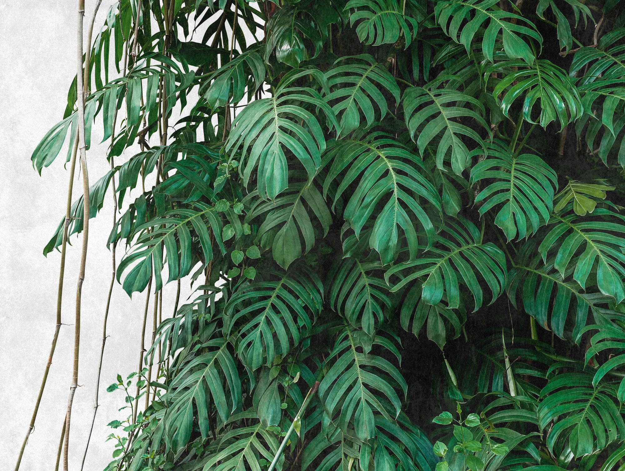 living walls Fototapete "The Wall", botanisch-natürlich-naturalistisch, Fototapete Palmen Tapete Dschungel Tapeten Wohnz