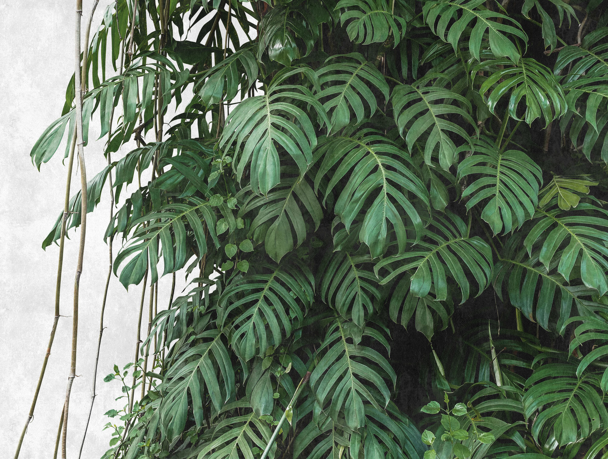 Living Walls Fototapete "The Wall" Botanisch Naturalistisch Natürlich Glatt Fototapete Palmen Tapete Dschungel Tapeten Wohnzimmer Flur Design Büro