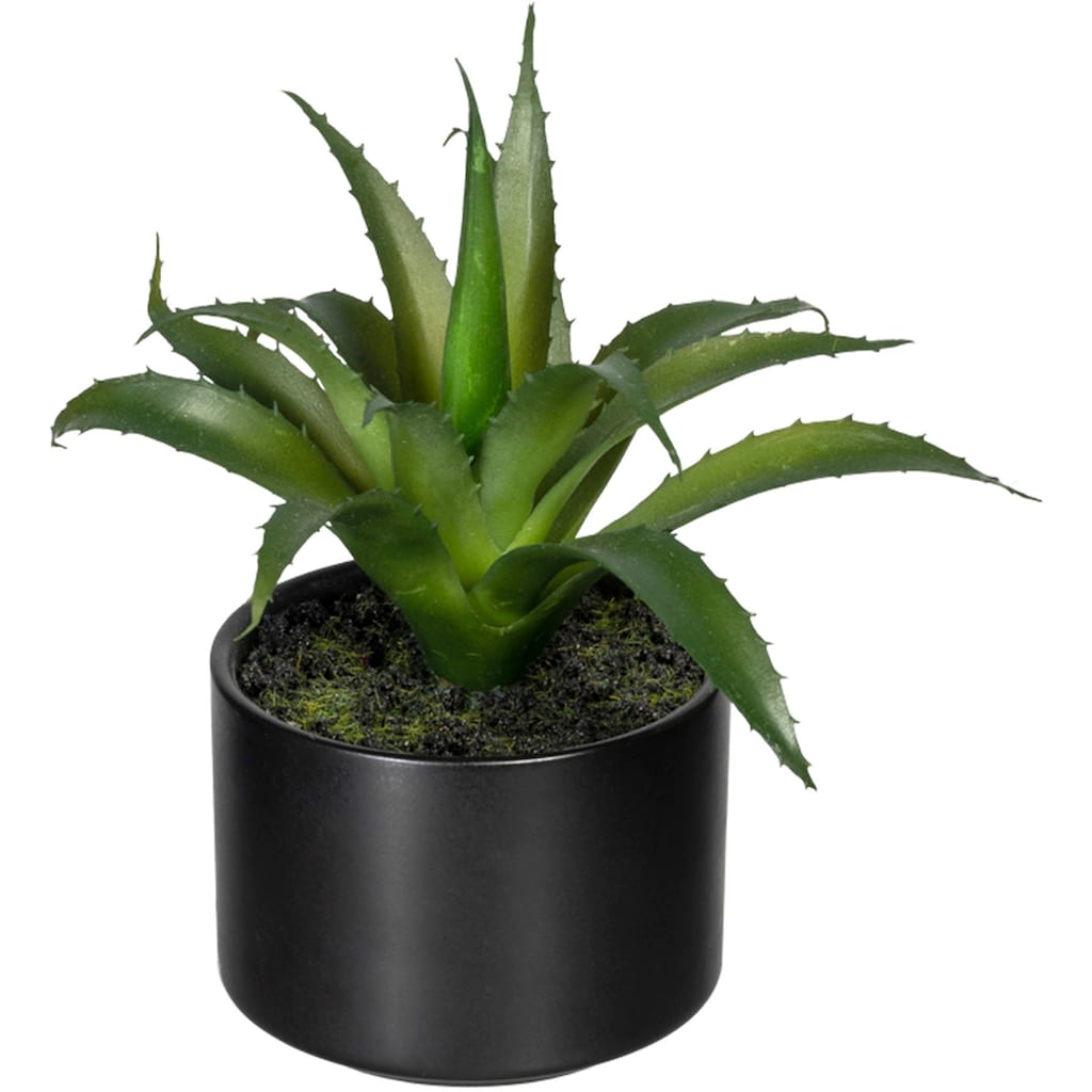 Creativ green Künstliche Zimmerpflanze »Set aus Aloe, Agave und Tillandsie«