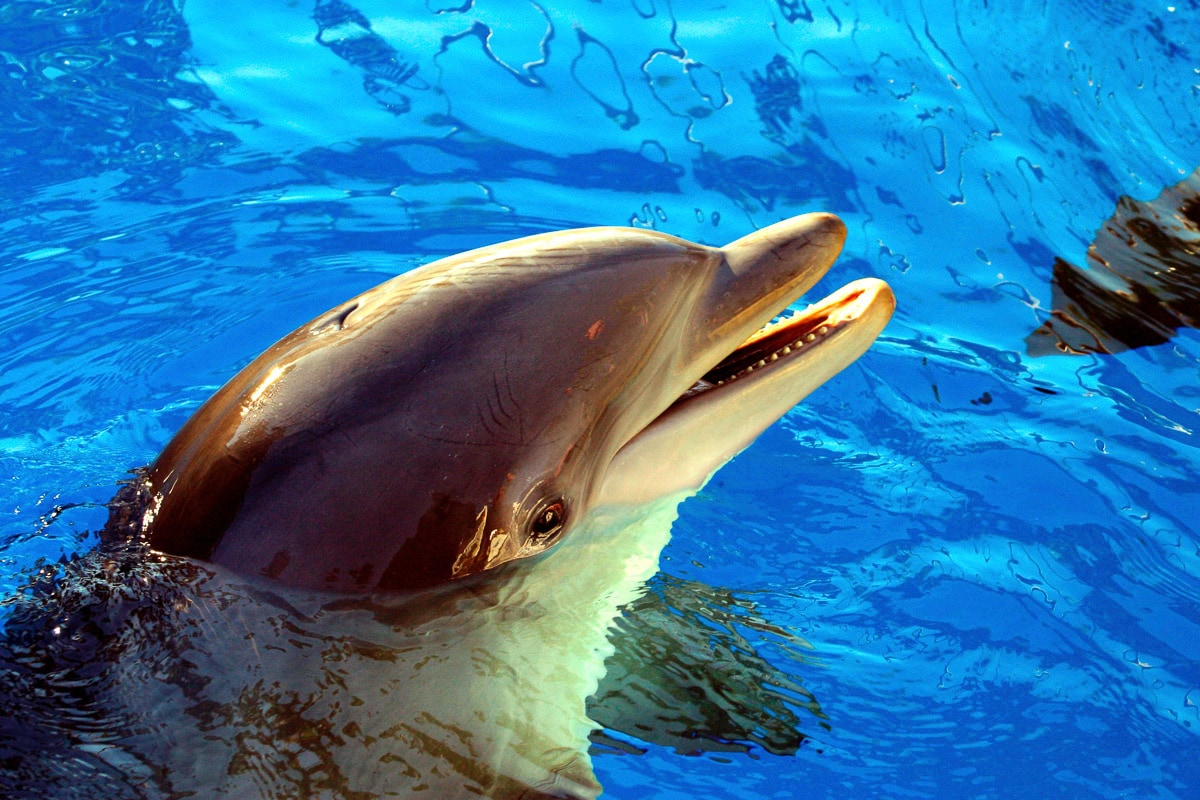 Papermoon "Delfin"