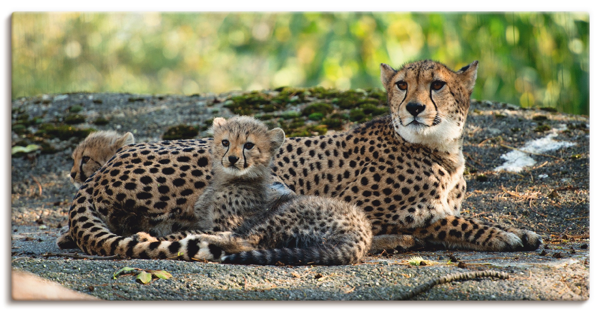 Artland Wandbild »Gepard 2«, Wildtiere, (1 St.), als Leinwandbild, Poster, Wandaufkleber in verschied. Größen