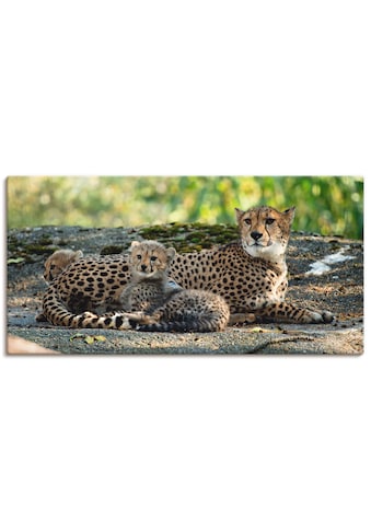 Artland Paveikslas »Gepard 2« Wildtiere (1 St....