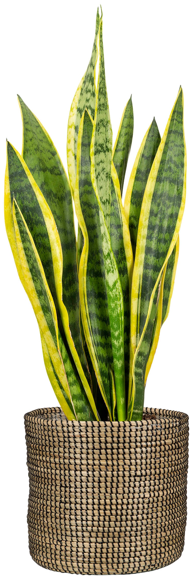 Scheurich Blumentopf »black 22/513«