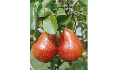 BCM Obstpflanze »Rote Williams Christ Birne«, (1 St.), Höhe: 80-100 cm, 1 Pflanze kaufen
