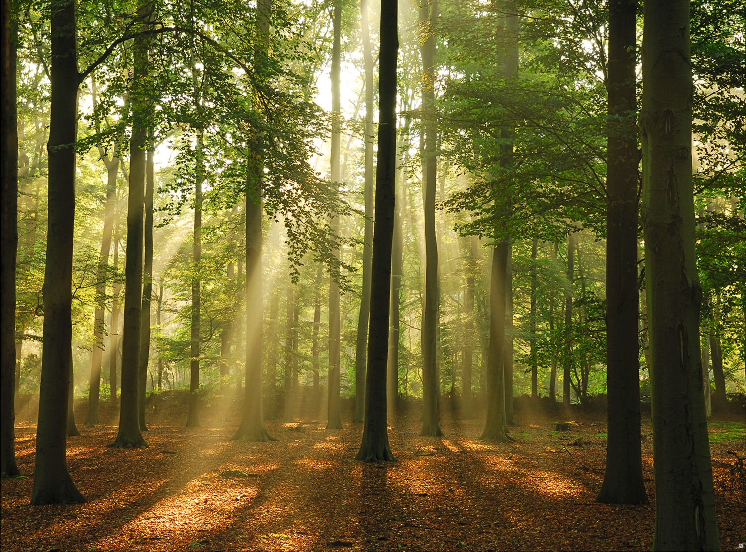 Papermoon Fototapete "Forest in the Morning" glatt günstig online kaufen