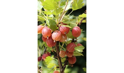 BCM Obstpflanze »Stachelbeere 'Hinnonmäki rot'«, (1 St.), Höhe: 40 cm, 1 Pflanze kaufen