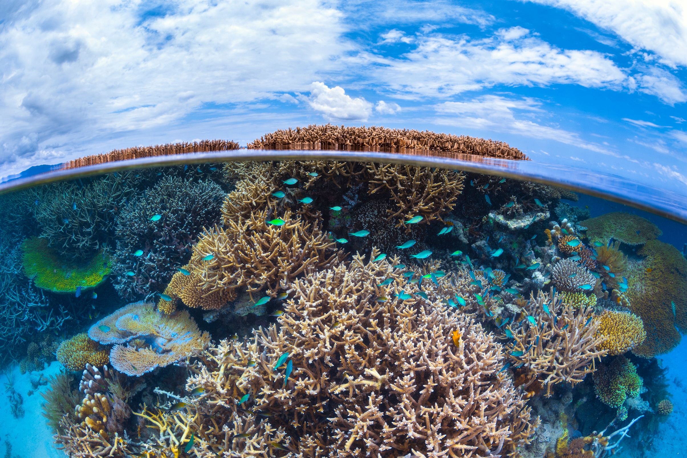 Papermoon Fototapete "Photo-Art BARATHIEU GABRIEL, SPLIT-LEVEL VON MAYOTTE REEF"