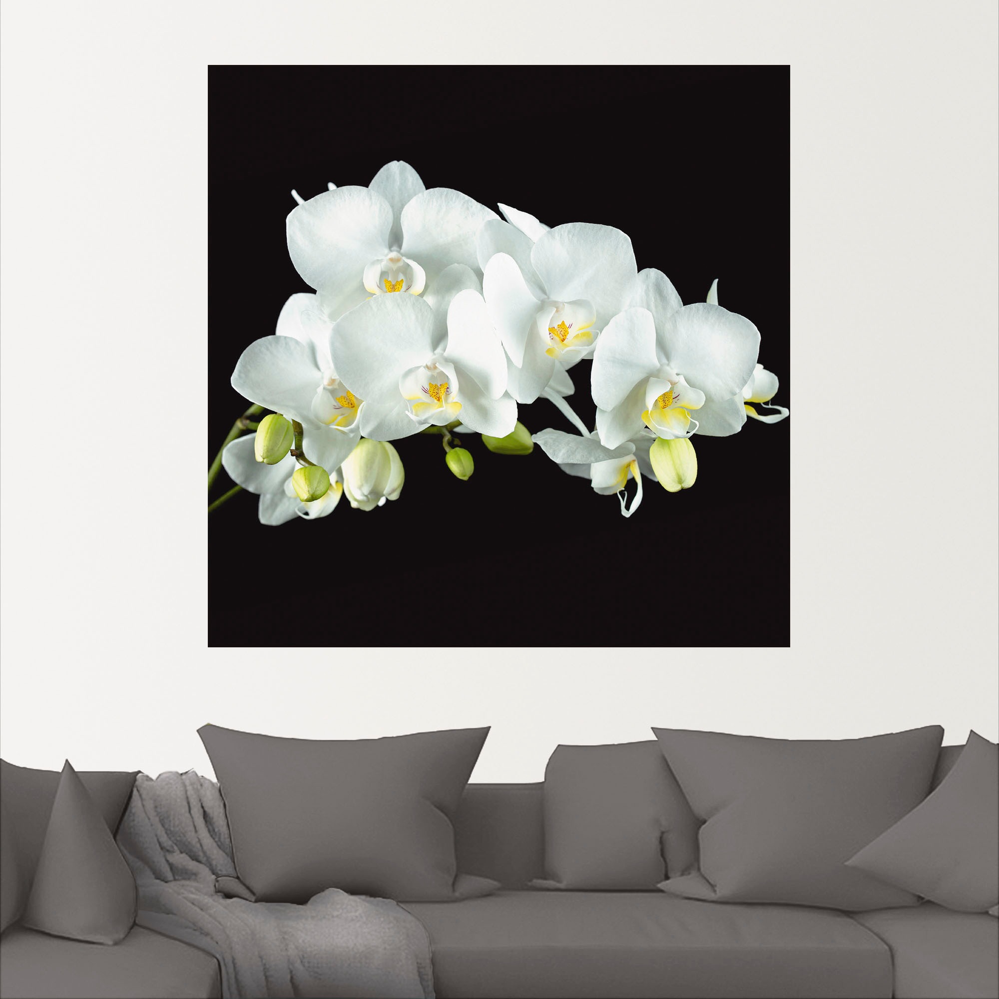 versch. (1 oder Blumen, Wandaufkleber bestellen als Wandbild Alubild, Hintergrund«, auf BAUR | Leinwandbild, Größen »Weiße Orchidee St.), Poster Artland in schwarzem