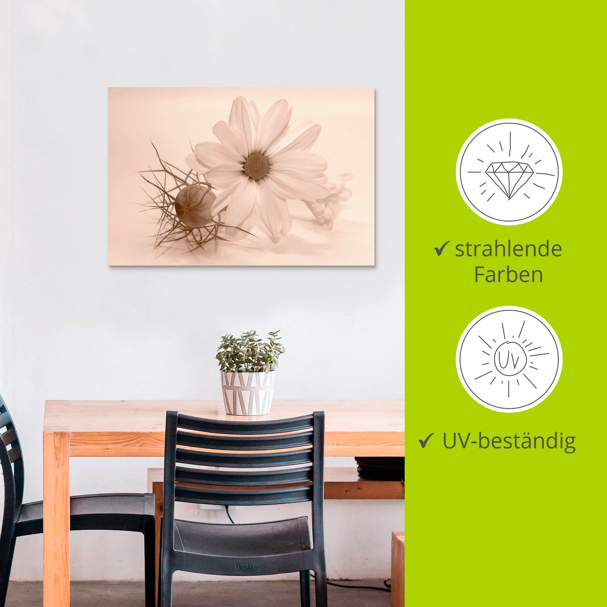 Artland Wandbild »Chrysantheme«, Blumen, (1 St.), als Alubild, Outdoorbild, Poster in verschied. Größen
