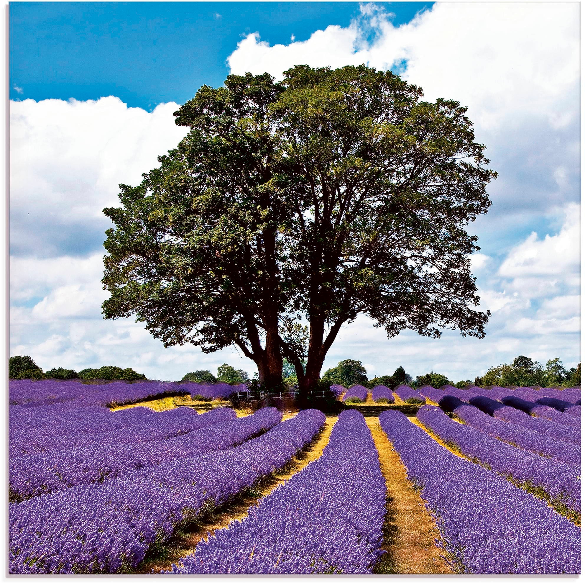 Artland Stiklinis paveikslas »Schönes Lavendel...
