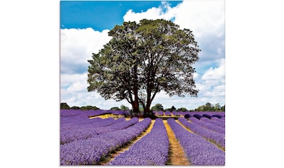 Artland Glasbild »Schönes Lavendelfeld im Sommer«, Felder, (1 St.) kaufen