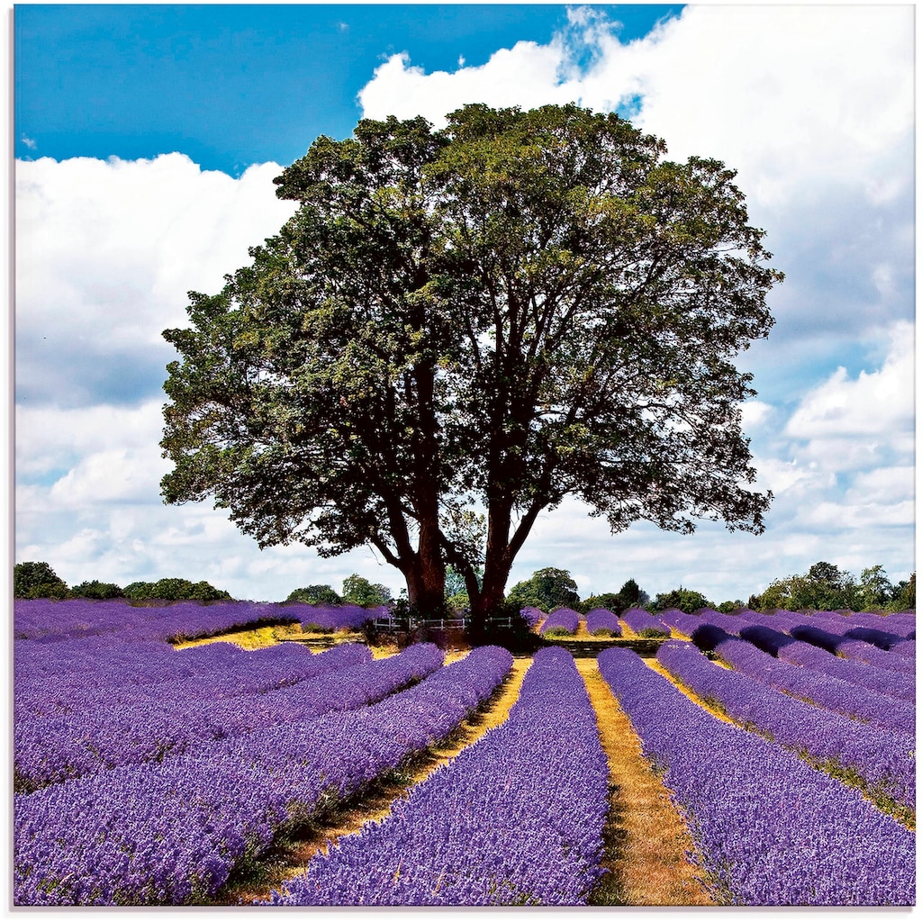 Artland Glasbild »Schönes Lavendelfeld im Sommer«, Felder, (1 St.)