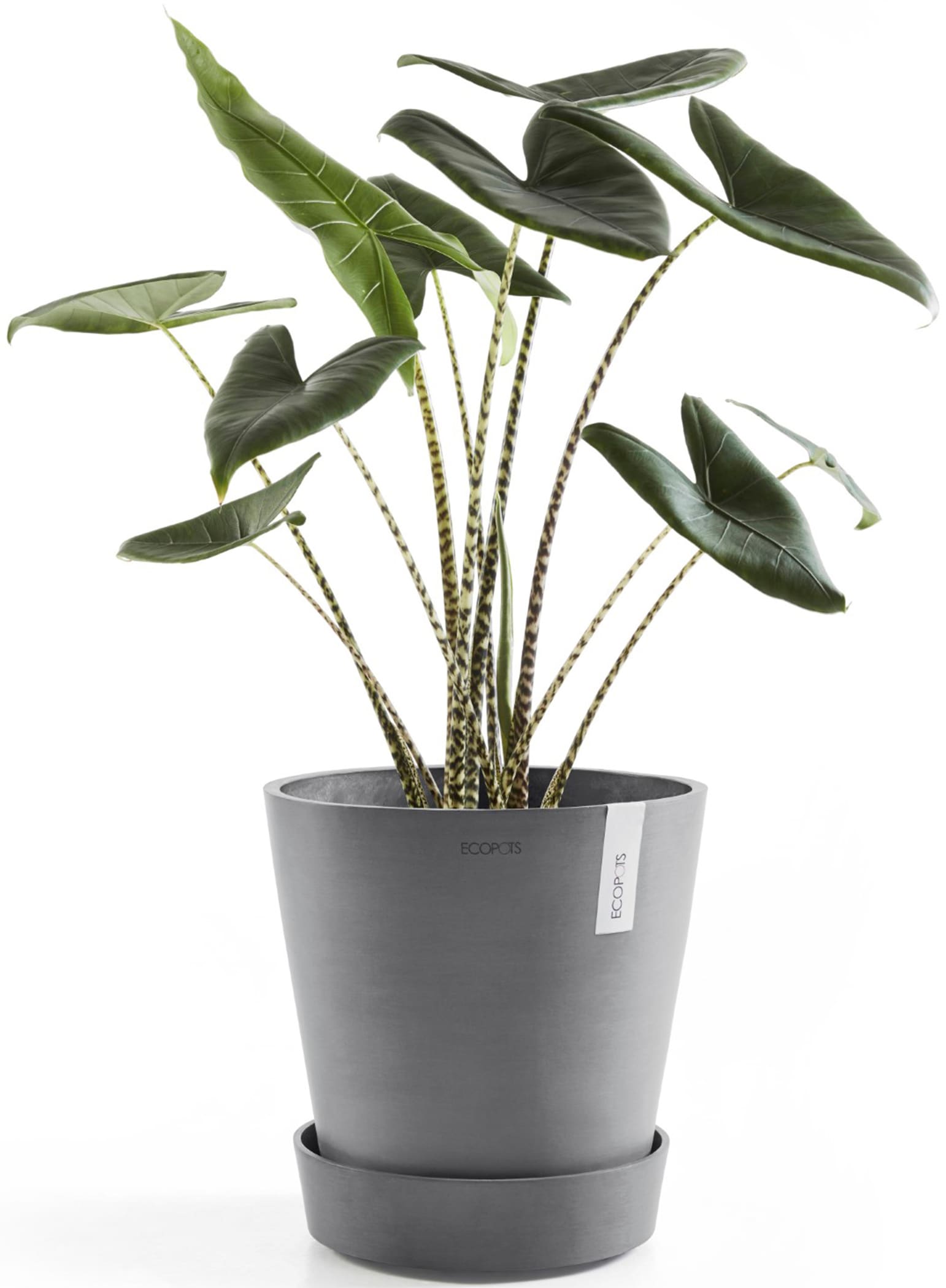 ECOPOTS Topfuntersetzer »mit Rollen 60 Grau«, für innen und außen: frostsicher, bruchsicher und lichtbeständig