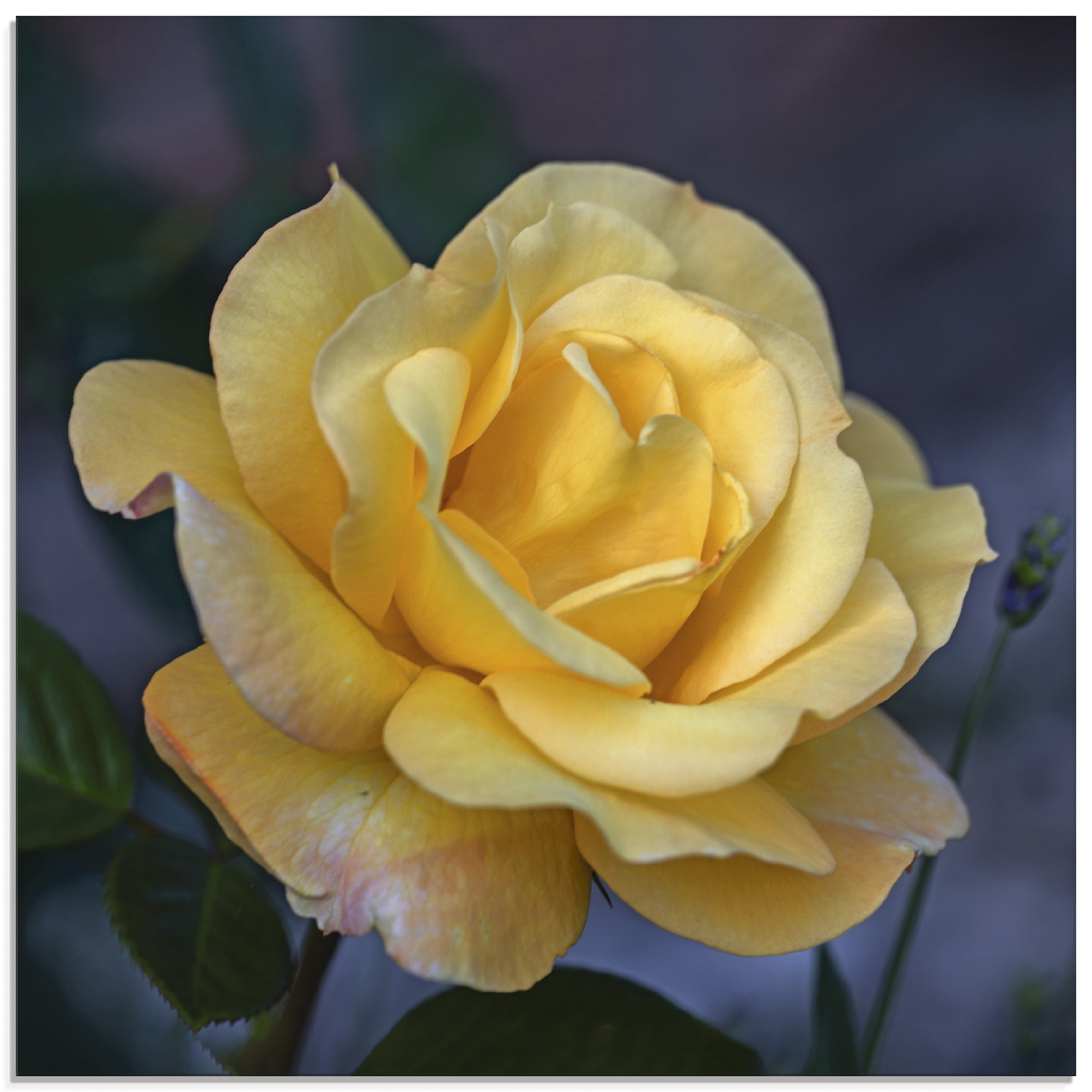Artland Glasbild "Gelbe Rose" Blumen 1 Stk. tlg. in verschiedenen Größen