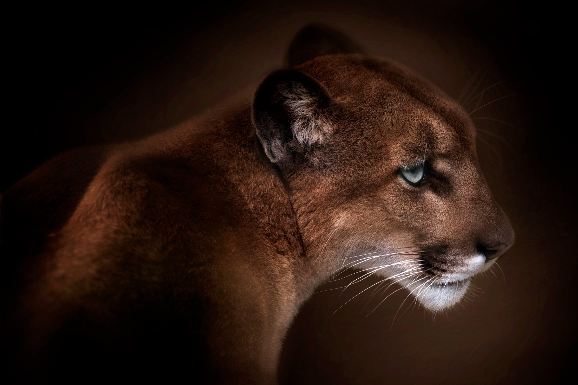 Papermoon Fototapete "Photo-Art DORIS REINDL, PUMA"
