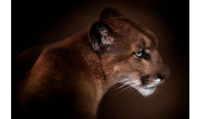 Fototapete »Photo-Art DORIS REINDL, PUMA«