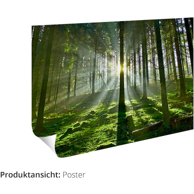 Artland Wandbild »Küstenwald auf dem Fischland-Darß«, Küste, (1 St.), als  Alubild, Leinwandbild, Wandaufkleber oder Poster in versch. Größen kaufen |  BAUR