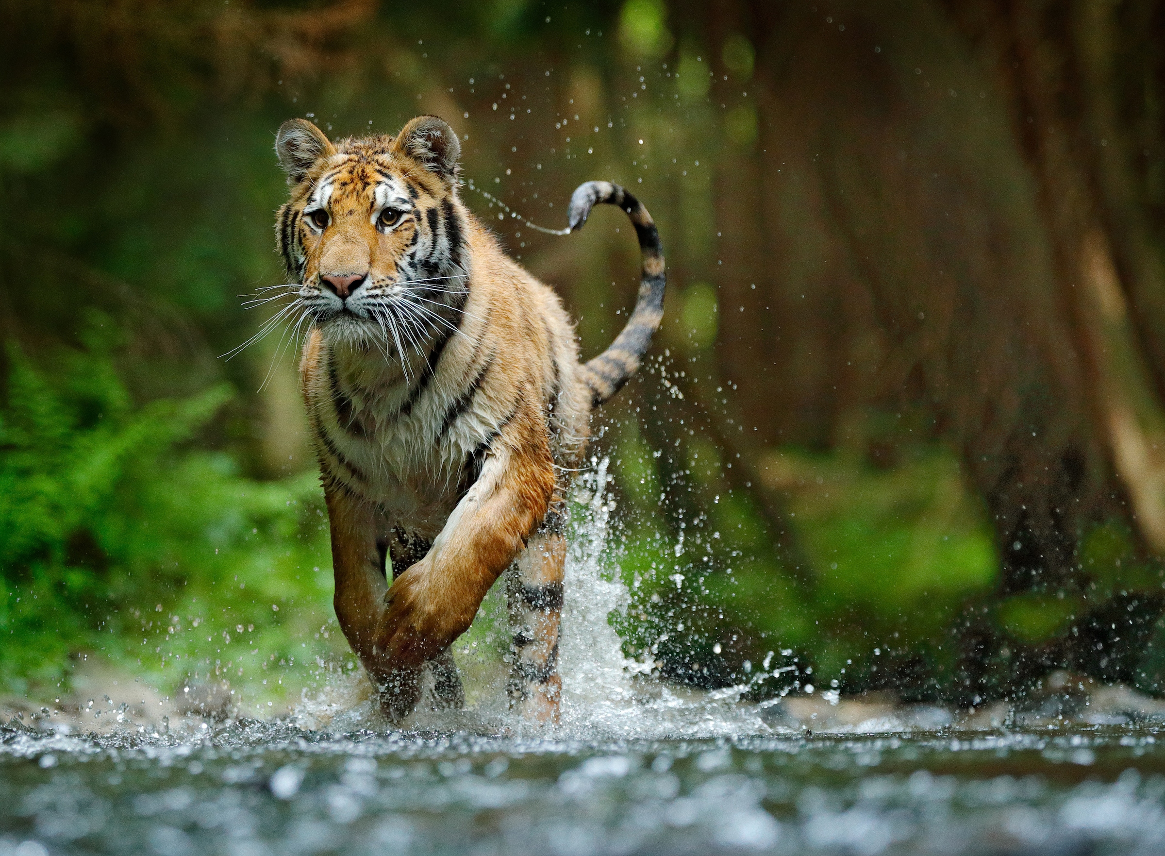 Fototapete »Siberian Amur Tiger«