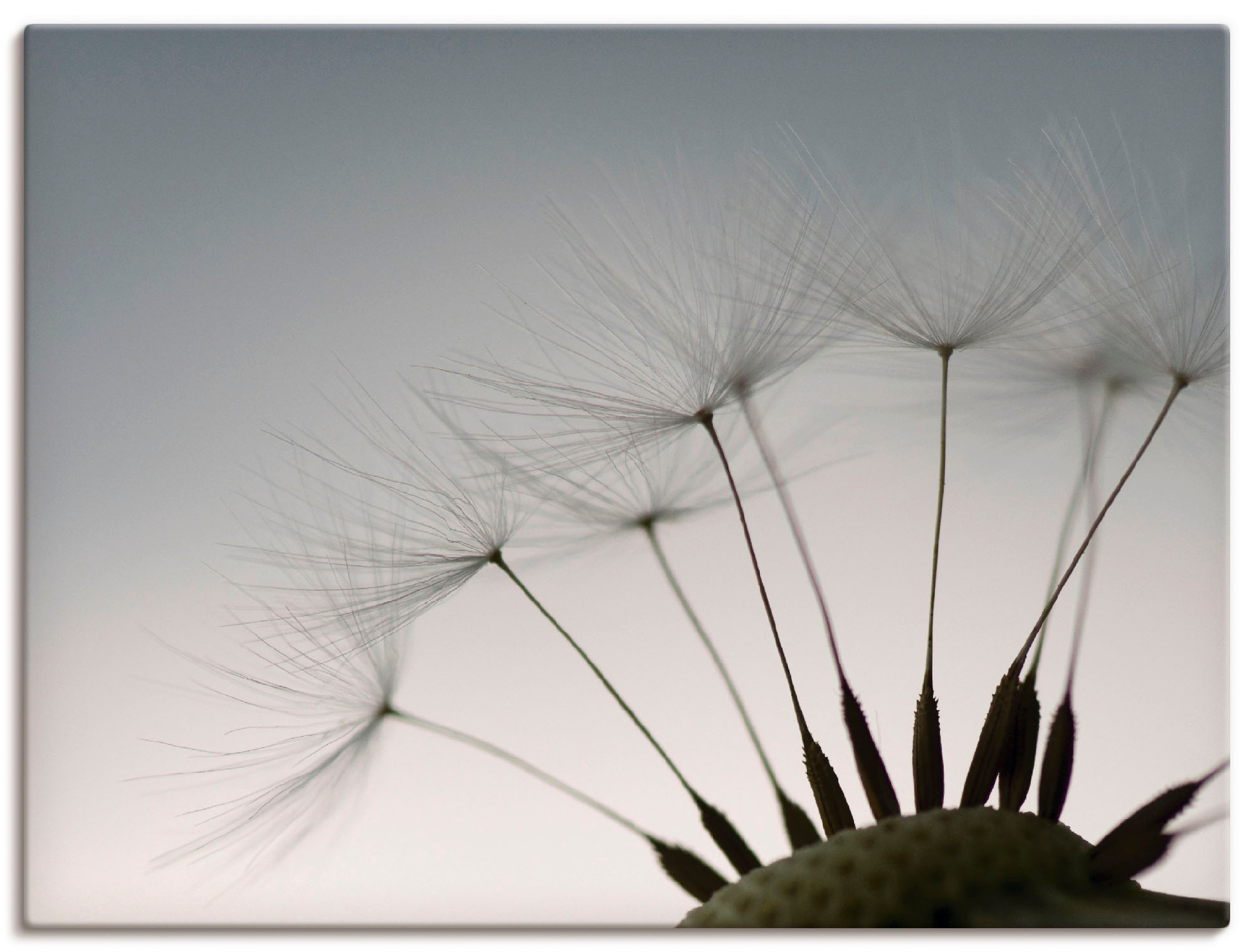 Artland Paveikslas »Pusteblumen-Samen I« Blume...