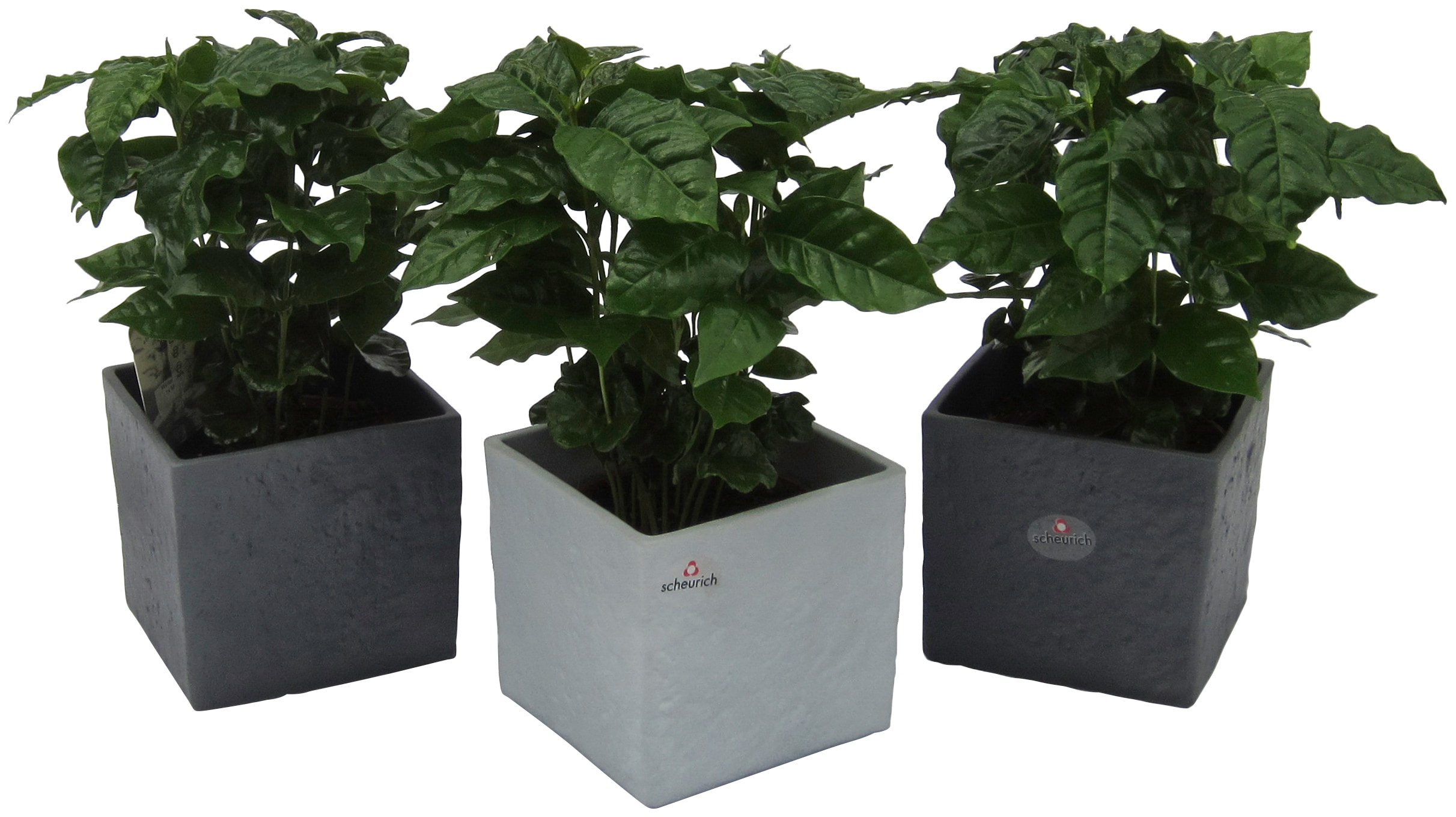 Dominik Zimmerpflanze Kaffee-Pflanzen, (3 St.), Höhe: 30 cm, 3 Pflanzen in Dekotöpfen weiß Garten Balkon