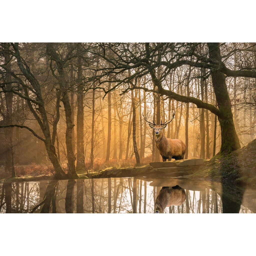 Papermoon Fototapete »Hirsch im Wald«