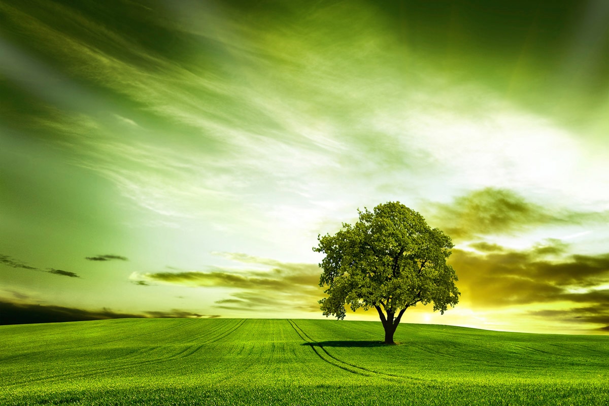 Papermoon "Baum in Feld"