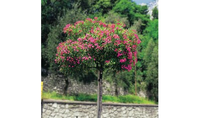 BCM Beetpflanze »Oleander«, (1 St.), Oleander: 1 Pflanze kaufen