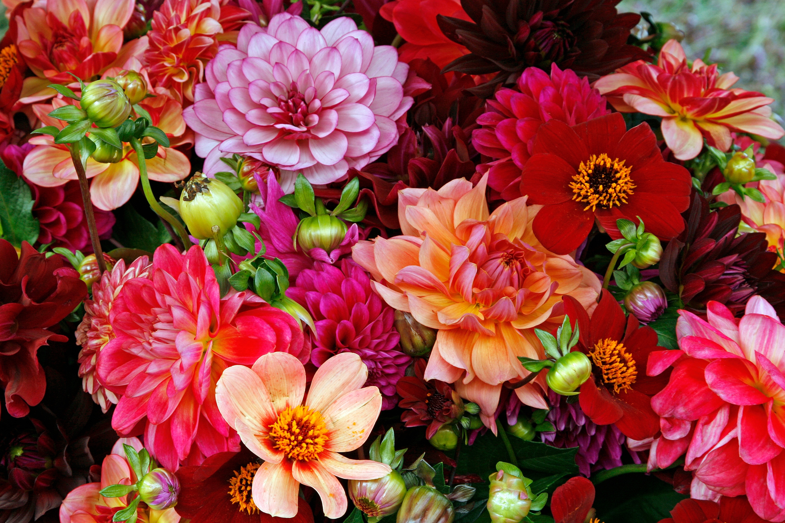 Papermoon "BUNTE BLUMEN-STRAUß-DEKOR MUSTER PFLANZE ORCHIDEE RETRO"