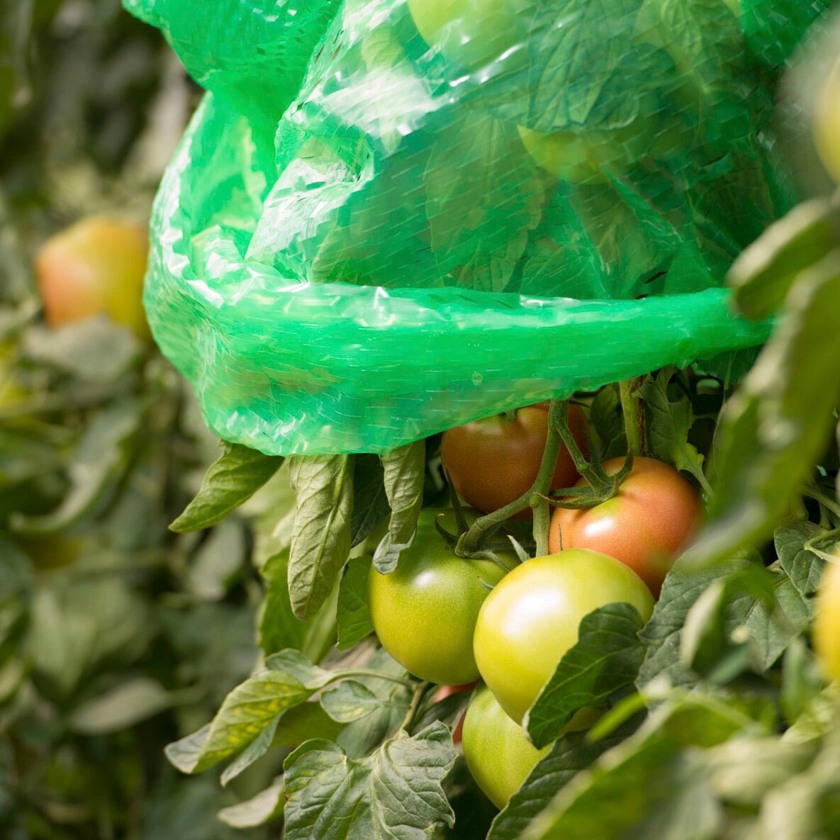 Windhager Winterschutzhaube Tomaten-Folienhaube, mitwachsend, 1,25 x 0,65 m