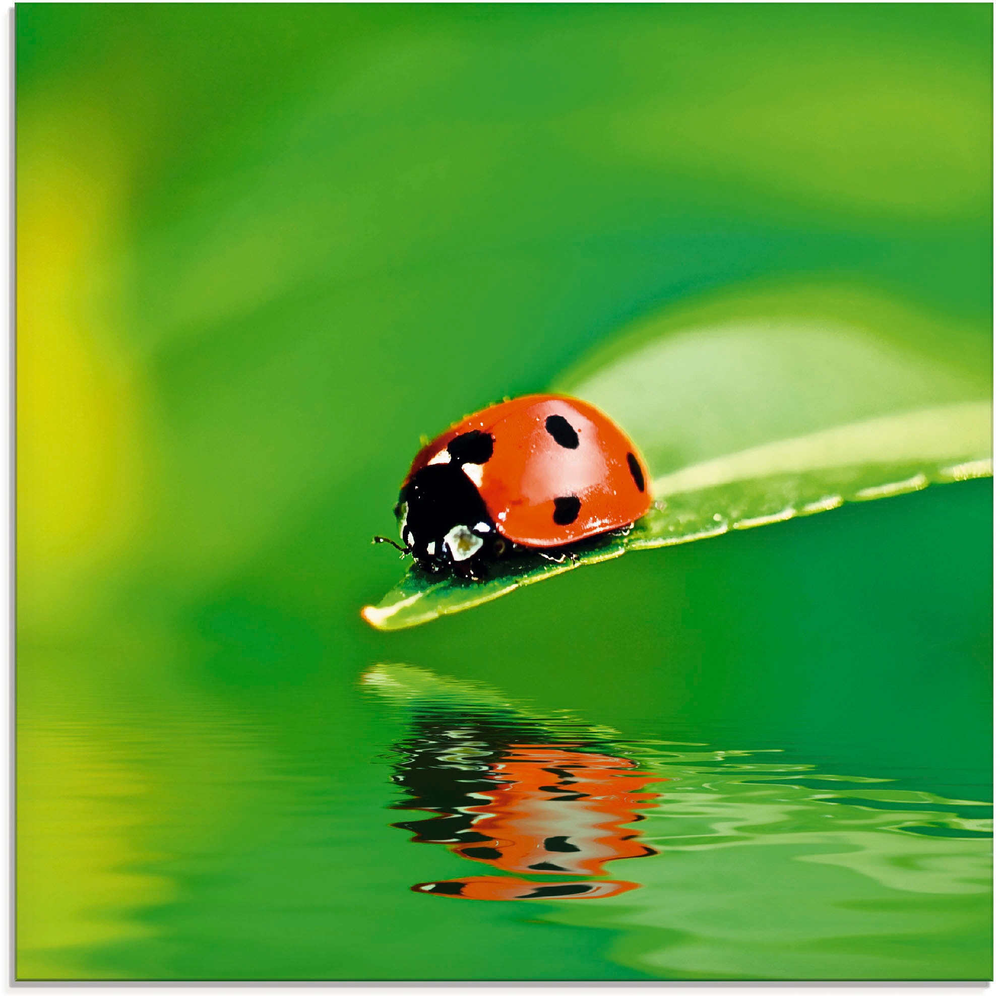 Artland Glasbild "Marienkäfer auf einem Blatt" Insekten 1 Stk. tlg. in vers günstig online kaufen